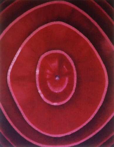 Beet, 2001, 90 x 70 cms, Oil on Canvas